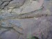 46. 480 mil. let stará větvička (Ejpovické útesy)